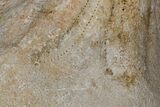 Miocene Fossil Echinoid (Clypeaster) - Taza, Morocco #174359-3